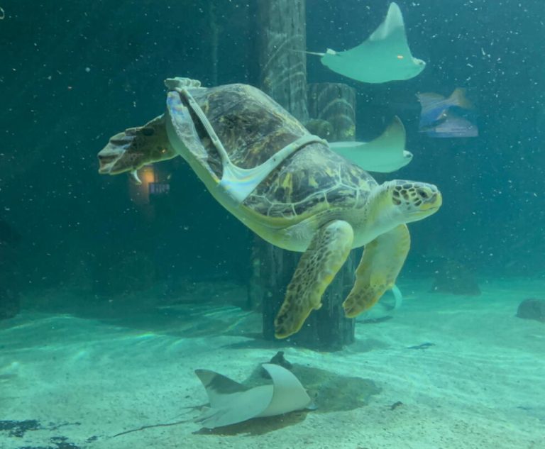 Green sea turtle gets relief from “bubble butt” syndrome thanks to 3D printing