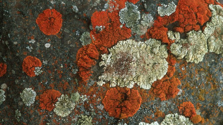 Lichens can survive almost anything, and some might survive Mars