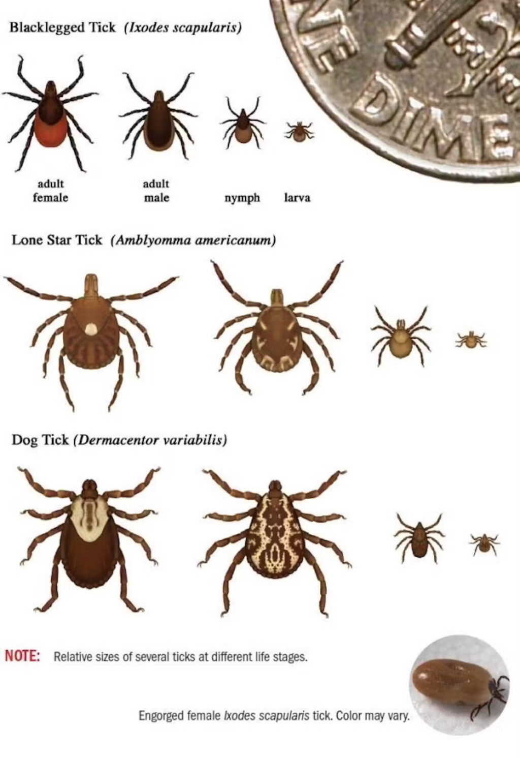 Chart showing tick relative sizes