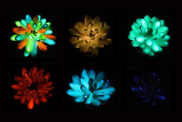 Succulents glow in hues of red, green, blue, and more after being infused with afterglow phosphor particles that absorb and slowly release light.