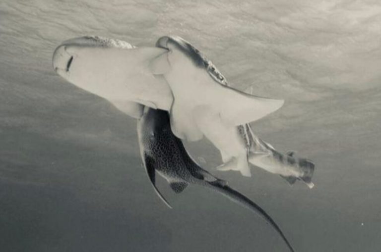 Scientists catch a shark threesome on camera