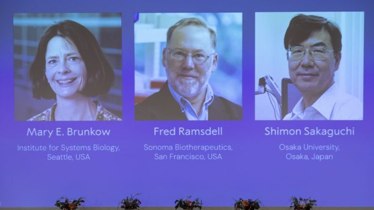 Discovery of cells that keep immune responses in check wins medicine Nobel Prize