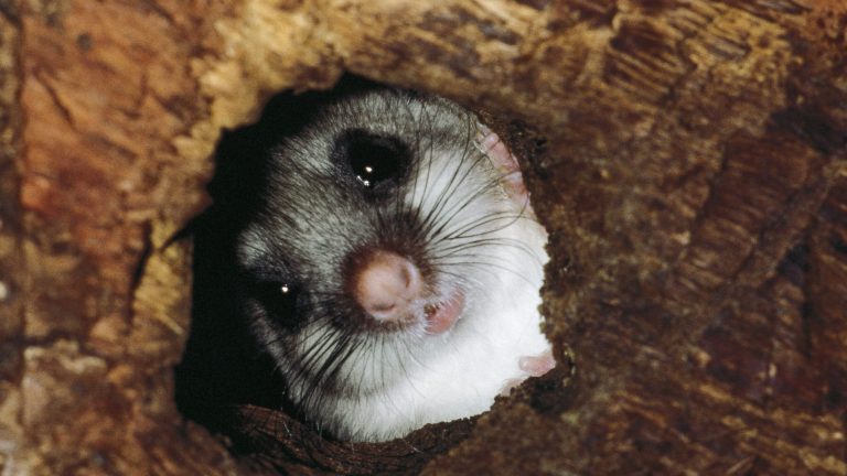 The strange animals that control their body heat